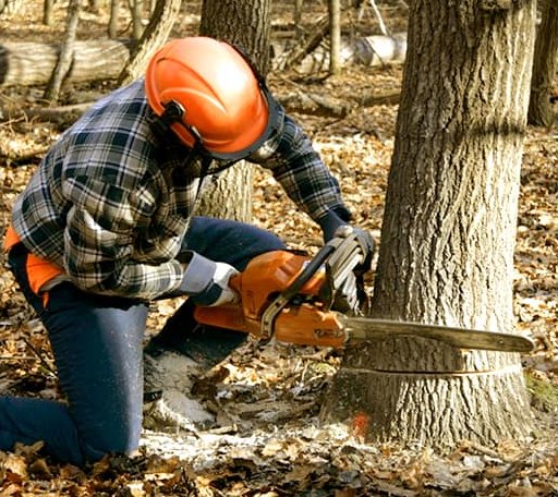 Tree Removal in New Millport, PA